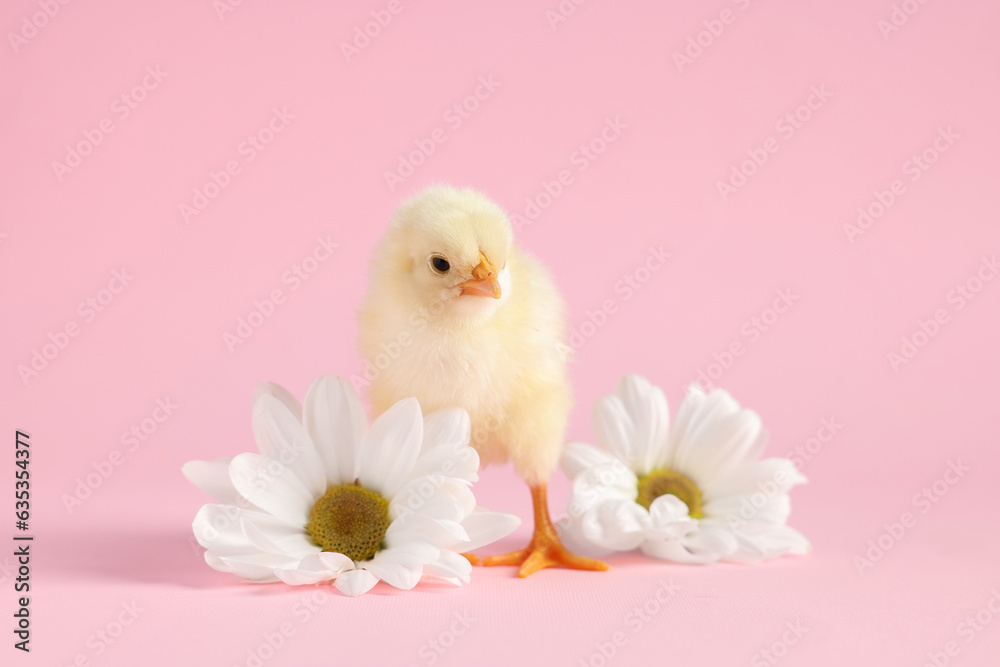 Cute chick with white chrysanthemum flowers on pink background, closeup. Baby animal