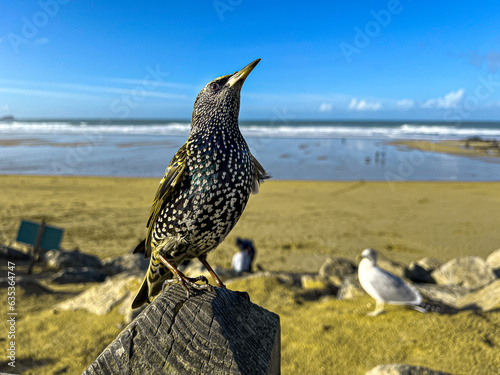 Starling English European Bird on Post single head up portrait over looking Newquay Beack Cornwall
