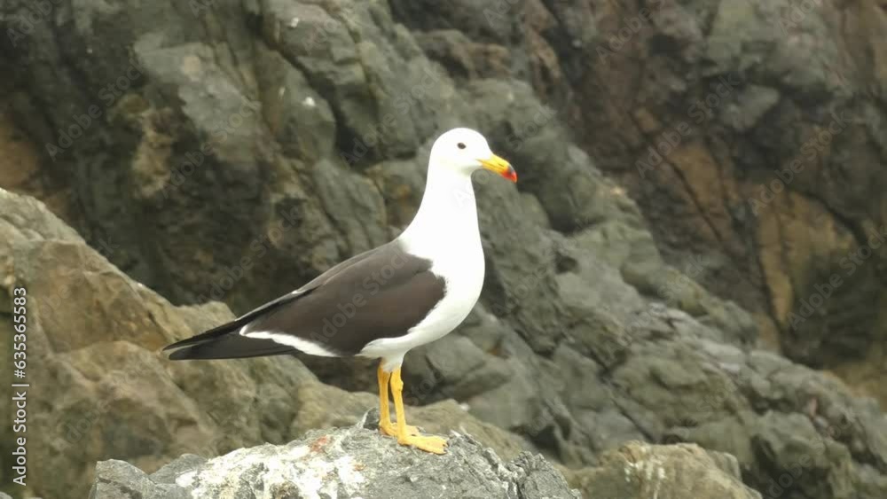 4k video of a species of bird called 4k video of a species of bird called