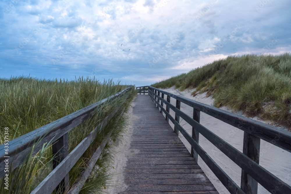 Wooden footpath over the sand dunes covered in marram grass on Sylt island, Germany