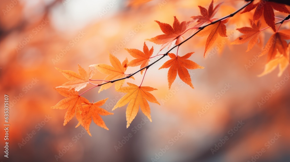 The maple leaves that are dyed red after the autumn weather turns cooler, the background of the autumnal equinox
