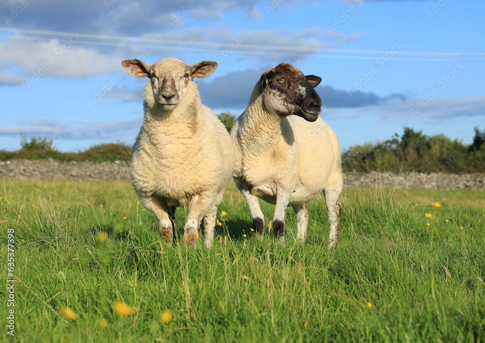 Fototapeta premium Sheep: Ewe and her lamb in field on farmland in rural Ireland in summer sunlight