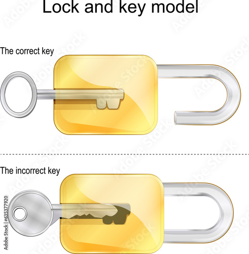 Lock and key model. The correct and incorrect keys