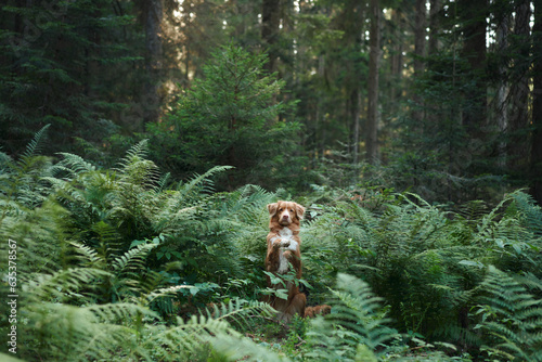Dog in the forest. Nova Scotia duck tolling retriever peeking out from behind a fern, walking with pet in nature 