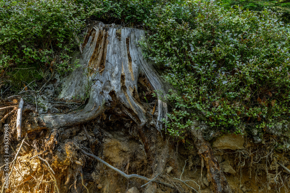 Old tree trunk damaged by bark beetles Old tree trunk damaged by bark beetles