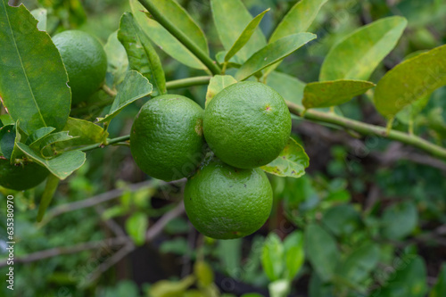 Wallpaper Mural Green lime hanging on a lime tree with thick leaves and short stems fruit high vitamin C in the garden farm Cultivated in Southeast Asia. Torontodigital.ca