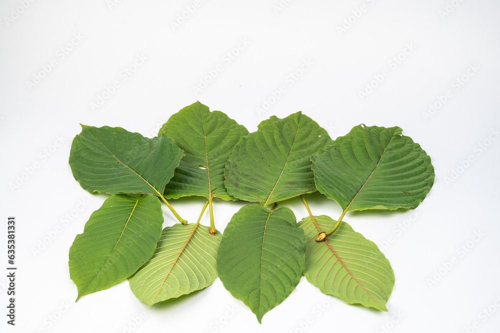 
Kratom (Kratom) or Mitragyna speciosa (Kth.) Havil. Edible leaves are medicinal, medicinal and narcotic. (white background)