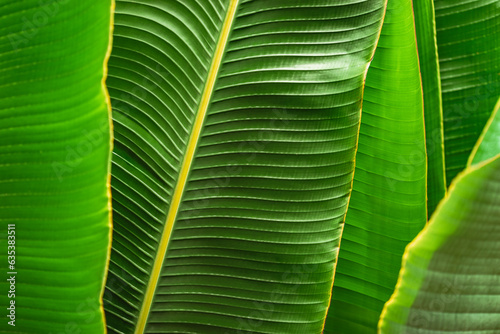 Green saturated tropical banana palm leaves natural texture abstract background