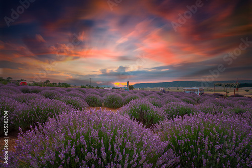 Beautiful image of lavender field 