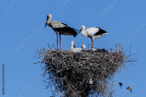A stork bird with chicks in a nest against a blue sky background, white storks stands in nest. Ciconia ciconia