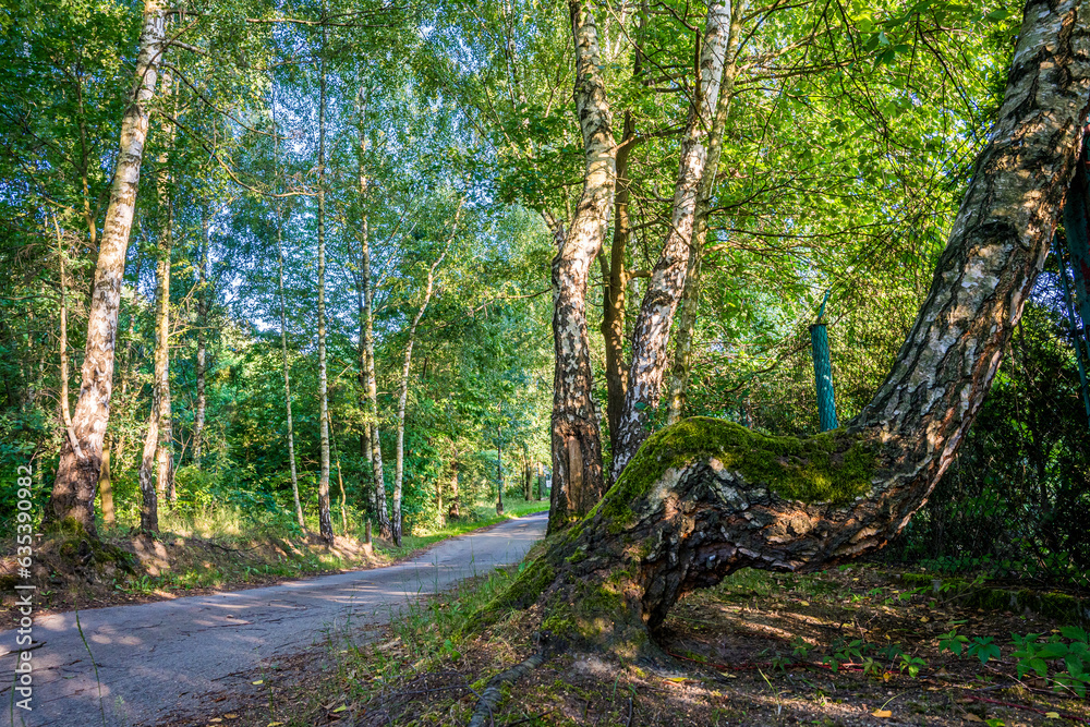 Park z drzewami liściastymi, pięknymi trawnikami, klombami kolorowych kwiatów i alejkami. Lato na Śląsku w Polsce, Rogów gmina Gorzyce.