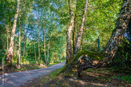 Obraz na płótnie Park z drzewami liściastymi, pięknymi trawnikami, klombami kolorowych kwiatów i alejkami. Lato na Śląsku w Polsce, Rogów gmina Gorzyce. w salonie