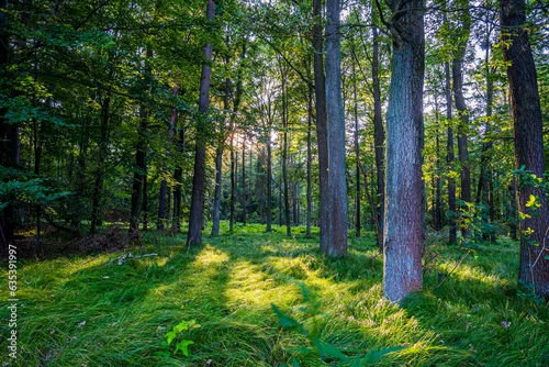 Fototapeta las liściasty latem w Polsce