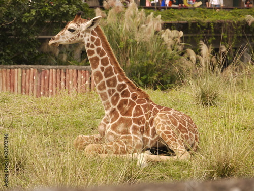 The giraffe is a large African hoofed mammal belonging to the genus Giraffa.
