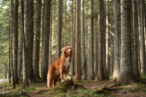 the dog stands in the forest among the trees. Nova Scotia duck tolling retriever in nature. Pet travel 