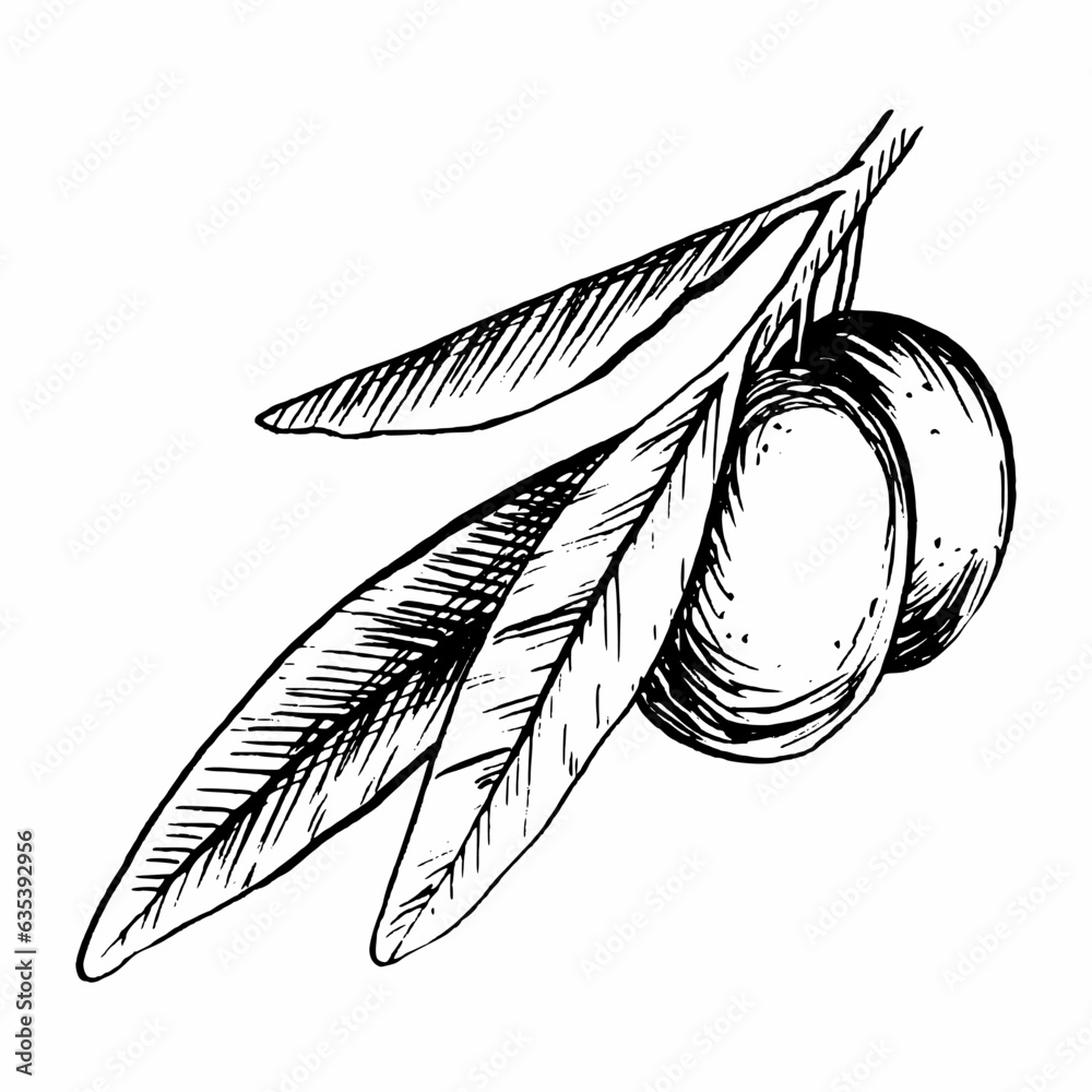 Olive branch with leaves and fruits. Vector illustration in sketch ...