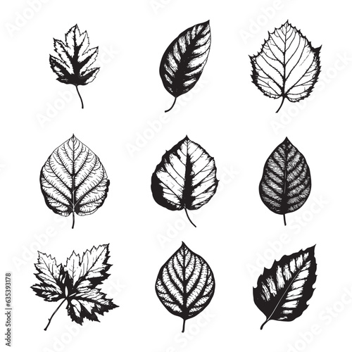 Hand drawn leaf vector set