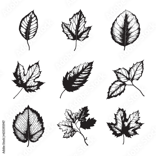 Hand drawn leaf vector set