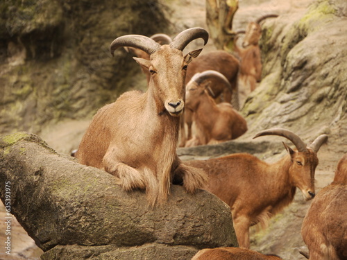 Barbary sheep.