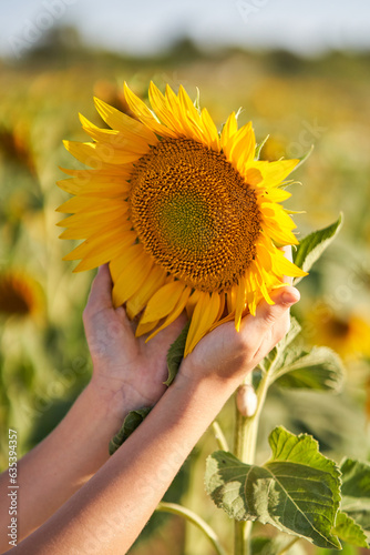 Boy touching fresh yellow sunflower in field