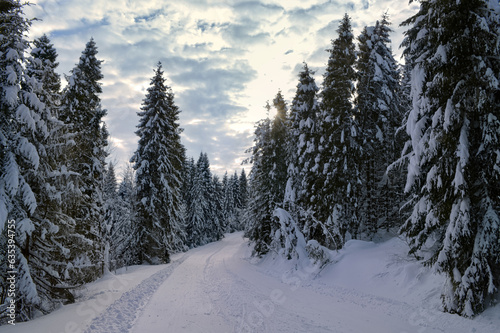 Coniferous forest covered with snow, sunset sky with clouds in the background. Road in deep snow.