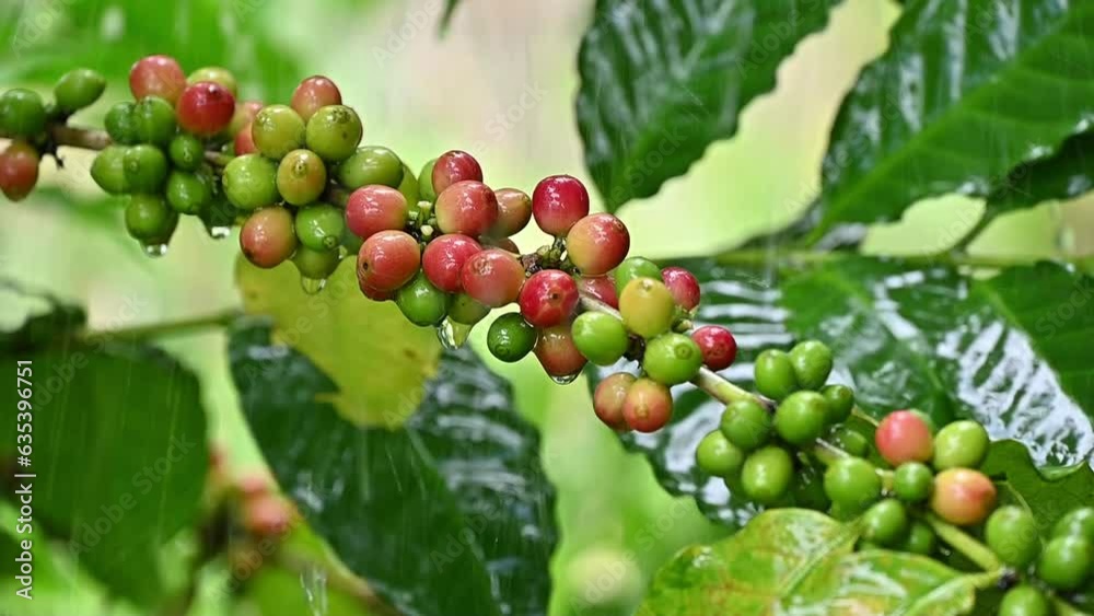Rain drop on coffee cherry growth on branch of coffee tree during rainy season in agriculture field. Rain drop on coffee cherry growth on branch of coffee tree during rainy season in agriculture field.