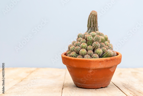 echinocereus pectinatus scheidw engelm cactus closeup photo