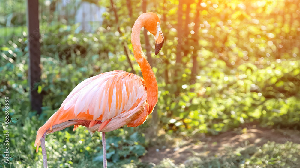 Pink flamingos stands on paw and scratches feathers with beak on bushes background. Genus of birds. Wild animal in reserve Pink flamingos stands on paw and scratches feathers with beak on bushes background. Genus of birds. Wild animal in reserve