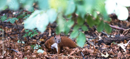 Wallpaper Mural a wild Red squirrel in the nature panorama Torontodigital.ca