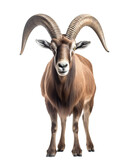 Portrait of a goat. Isolated on a white background.