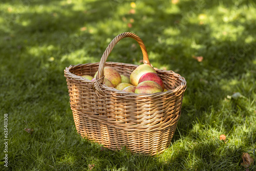 Picked ripe apples in a wicker basket on the grass on sunny summer day in the fruit garden.