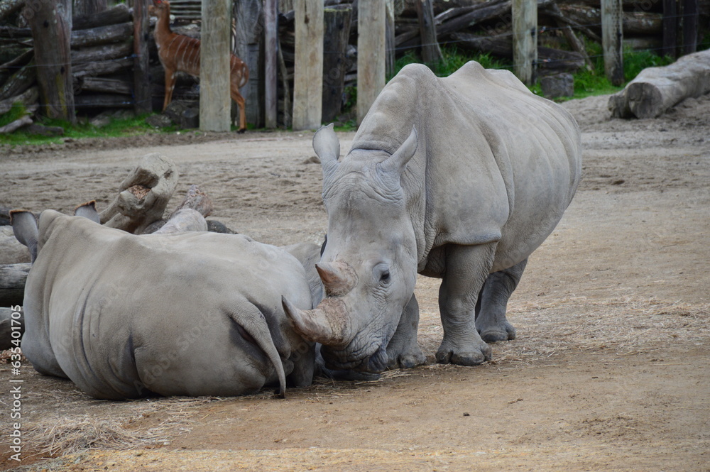 Naklejka premium Sleepy rhinos in their zoo enclosure