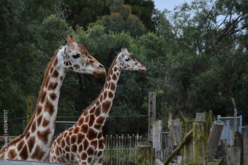 Two giraffes go for a walk in their enclosure