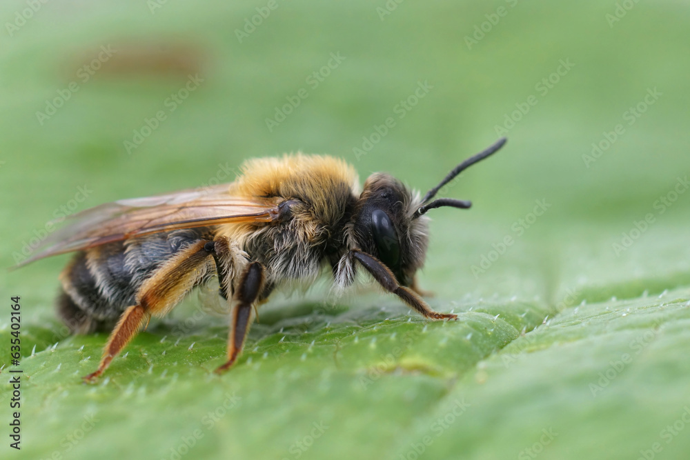 Closeup on a colorful female grey -gastered mining bee, Andrena tibialis sitting on a green leaf Closeup on a colorful female grey -gastered mining bee, Andrena tibialis sitting on a green leaf