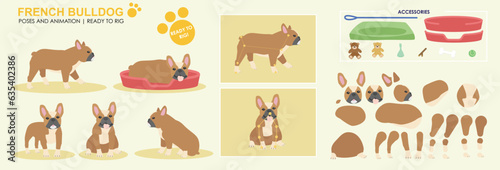 Fototapeta Naklejka Na Ścianę i Meble -  Cute brown and white french bull dog vector collection of poses with multiple angles and accessories. Puppy sleeping, sitting, walking, popular dogs	
