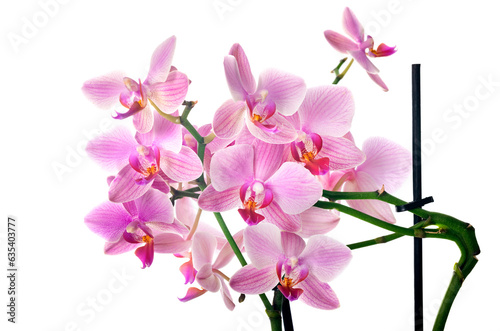 Fototapeta Naklejka Na Ścianę i Meble -  orchid in studio