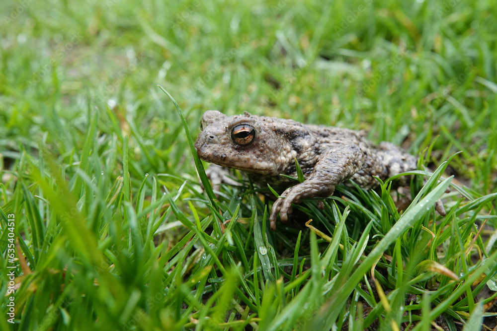 Closeup on a female European common toad, Bufo bufo sitting on the ground and grass in the garden Closeup on a female European common toad, Bufo bufo sitting on the ground and grass in the garden