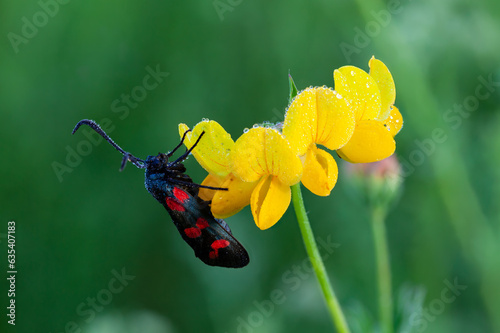 Farfalla nera e rossa, Zygaena filipendulae, lepidottero diurno appartenente alla famiglia Zygaenidae, su fiore giallo di ginestrino palustre. photo