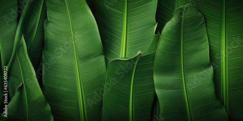 Banana leaves close up. Natural  green  tropical forest leaves background.