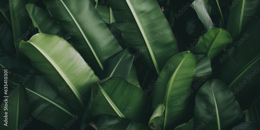 Obraz premium Banana leaves close up. Natural, green, tropical forest leaves background.