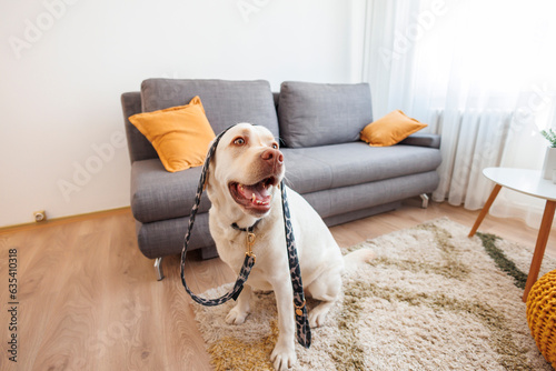 Fotografie Dog holding his leash ready for a walk