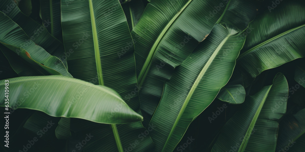 Obraz premium Banana leaves close up. Natural, green, tropical forest leaves background.