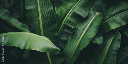 Banana leaves close up. Natural, green, tropical forest leaves background. © Jasmina