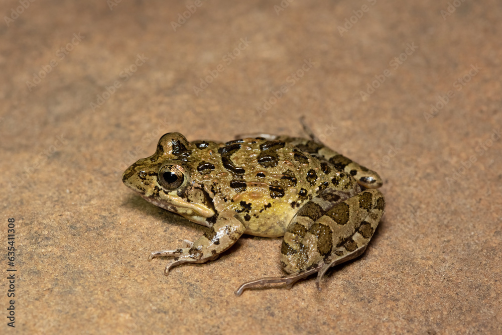 Clicking Stream Frog, Gray’s Stream Frog, Spotted Stream Frog (Strongylopus grayii) Clicking Stream Frog, Gray’s Stream Frog, Spotted Stream Frog (Strongylopus grayii)