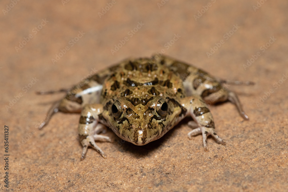 Clicking Stream Frog, Gray’s Stream Frog, Spotted Stream Frog (Strongylopus grayii)	