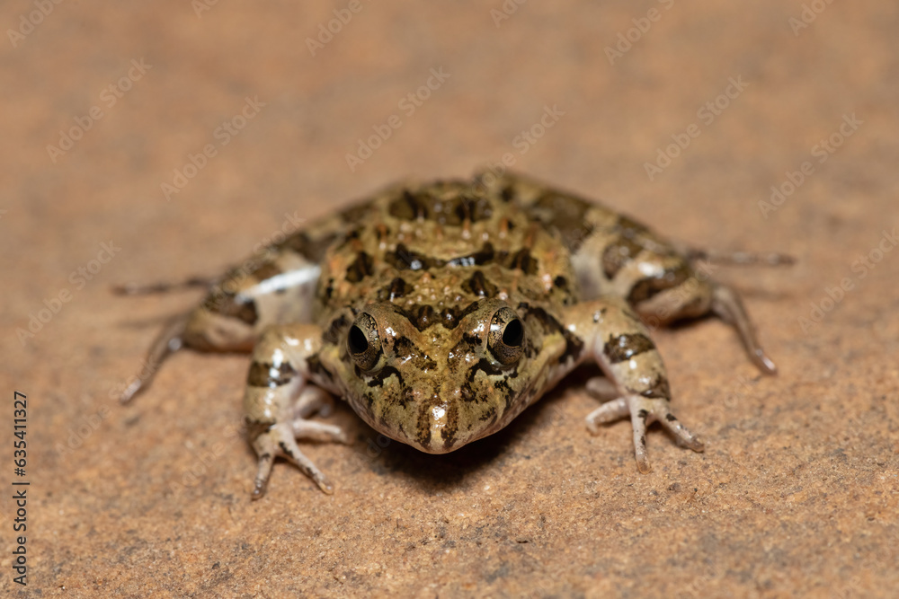 Fototapeta premium Clicking Stream Frog, Gray’s Stream Frog, Spotted Stream Frog (Strongylopus grayii)