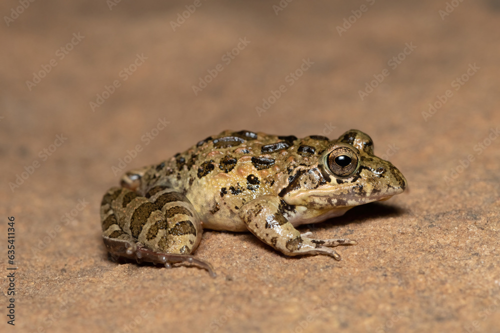 Clicking Stream Frog, Gray’s Stream Frog, Spotted Stream Frog (Strongylopus grayii) Clicking Stream Frog, Gray’s Stream Frog, Spotted Stream Frog (Strongylopus grayii)