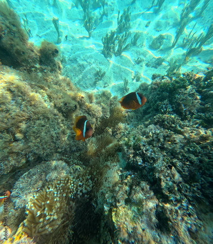 Fiji Island fish exotic coral reef