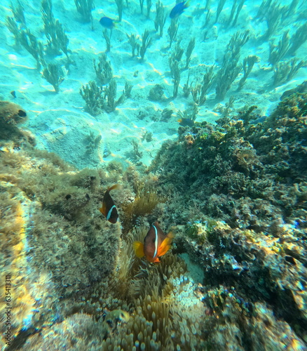 Fiji Island fish exotic coral reef