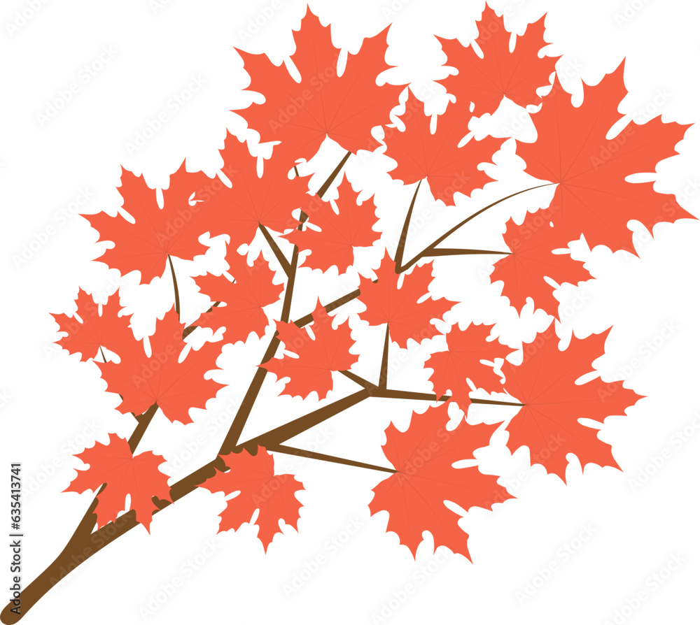 Fototapeta premium Beautiful maple for autumn season design concept element object.